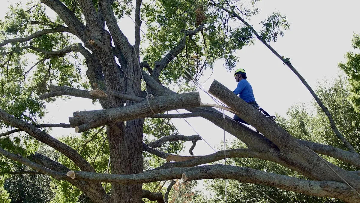 Professional Hazardous Tree Removal performed by certified arborists in Crane